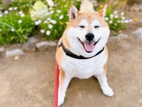 散歩中に出会った花壇で思い出作り　満面の笑みを見せた柴犬「芽里」