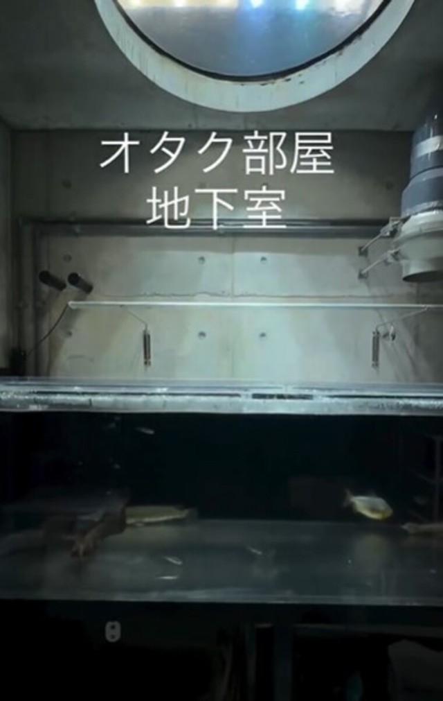 地下の180㎝水槽。稚魚からメインへデビューさせる前に大きくする／ikkiさん（@ikki1219）提供