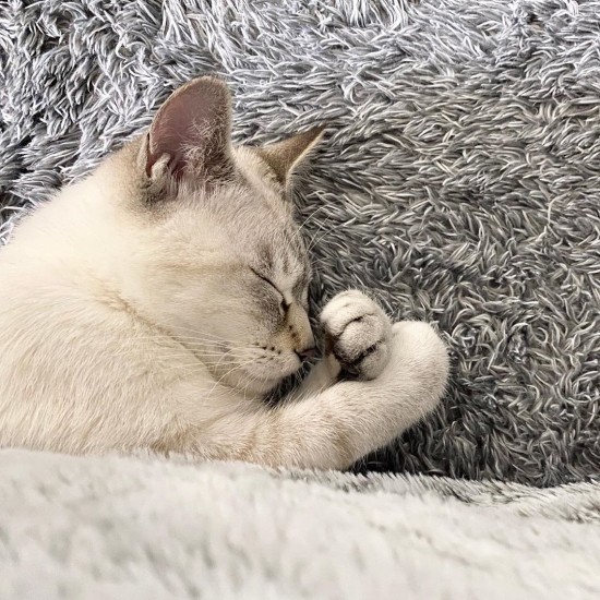 夢で猫パンチを繰り出してるの？