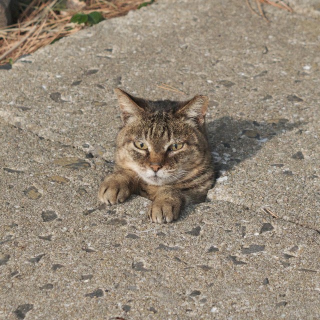 地上にひょこっと現れた猫さんが激写された瞬間（提供：あおいとり🐱写真集「ずっと気まま猫」発売中さん）