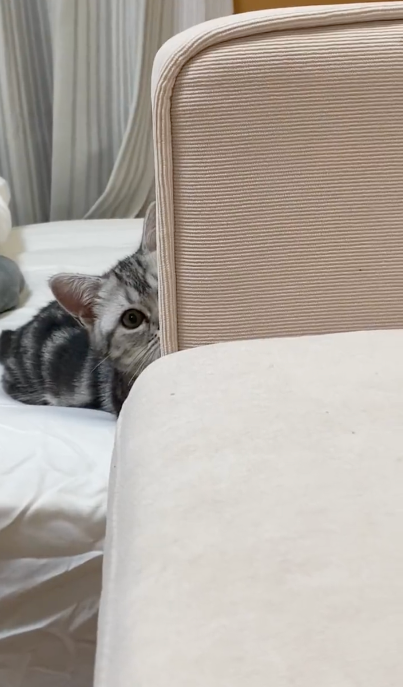 ちらっ＝ネコピさん（@nekopi_baobao）提供
