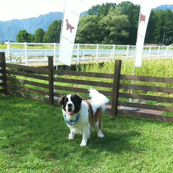 ２度目の旅行は白馬へ。景子さんの夫にくっついてる時間が一番うれしそうで、幸せそうに見えた。雪のシーズンにまた行きたいねと話していたけれどかなわずちょっと心残りとのこと（景子さん提供）