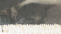 四国水族館で生まれたケープペンギンのひな