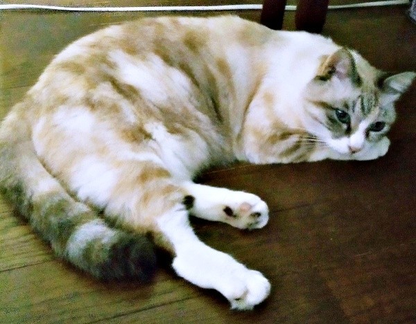 2025年10月22日、後ろ（画像提供：テトにゃんさん）