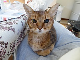 目が見えなくなったけど、まだまだ元気なアビシニアンの鈴音