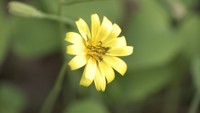 ジシバリ