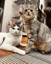 まるで手を繋いでいるみたいな２匹