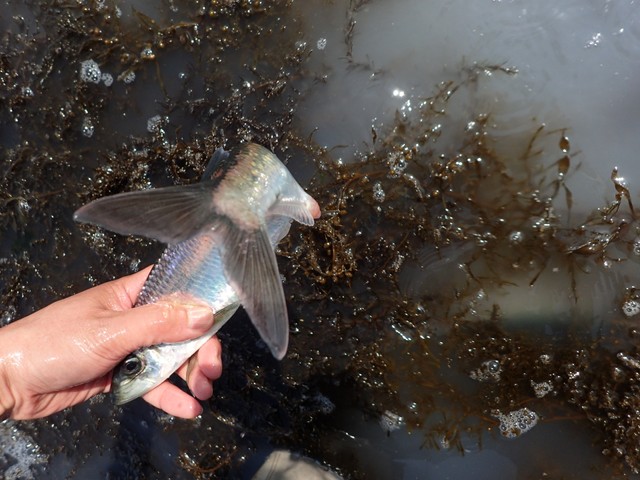 ニシン（2021年撮影）