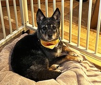 新しいお家で安心してくつろぐポルテ