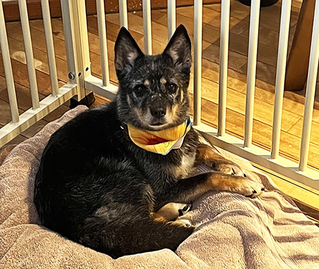 新しいお家で安心してくつろぐポルテ