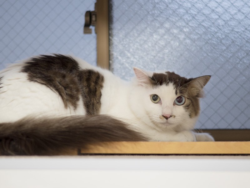 「そろそろ夕飯作る時間だね」（小林写函撮影）