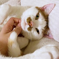 おヒゲが立派なポッケくん。アゴを撫でられてうっとり（画像提供：ポッケとニケさん）