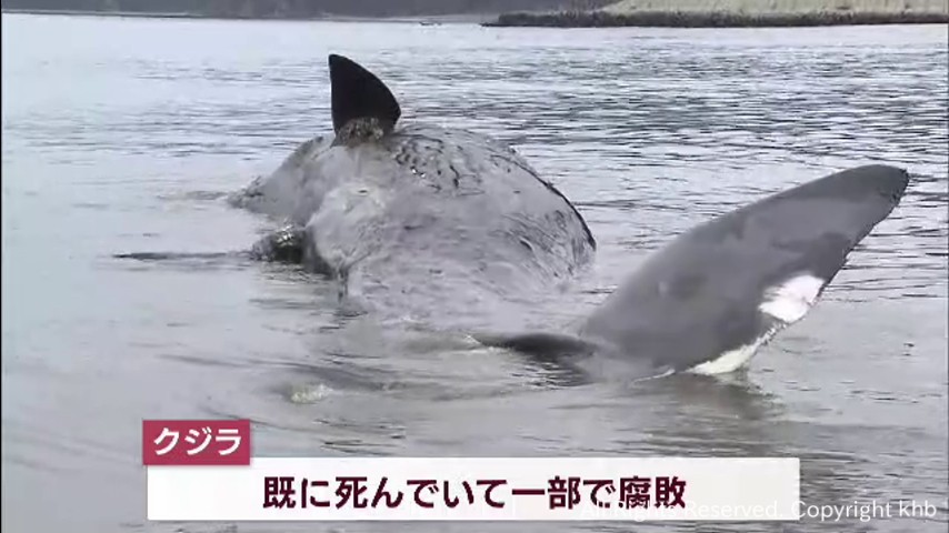 何とか海に帰してあげたい」 北上川の河口にクジラの死骸 石巻市などが