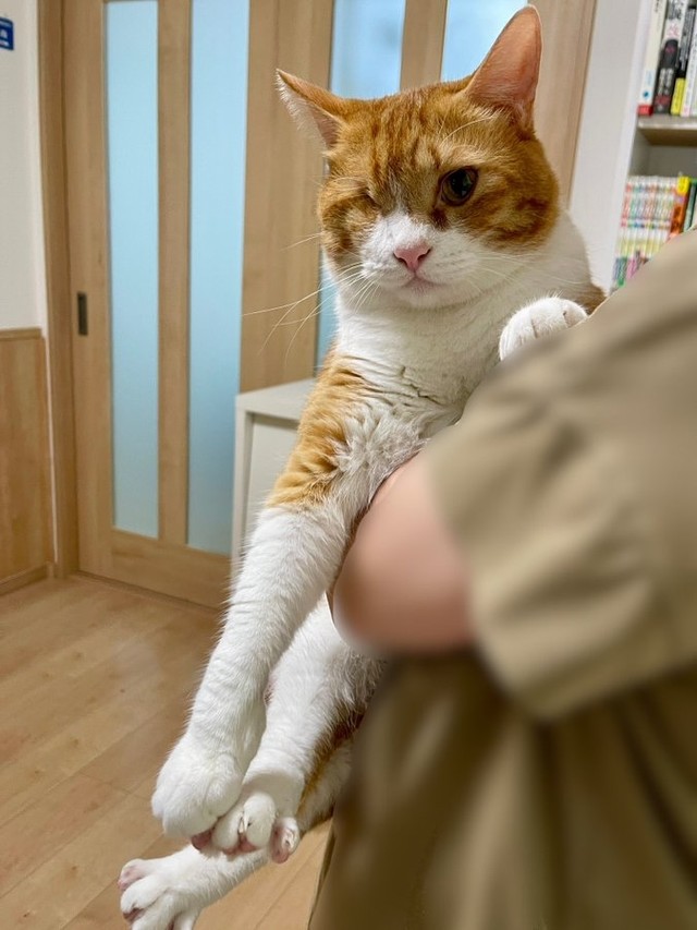 「キュベレイ」さんでは、猫スタッフさんが心も癒してくれます（画像提供：猫整体 キュベレイさん）