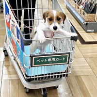 「おもちゃ、探しにきました！」カートに乗って楽しそうなぱやちゃん（画像提供：ぱやりんこさん）