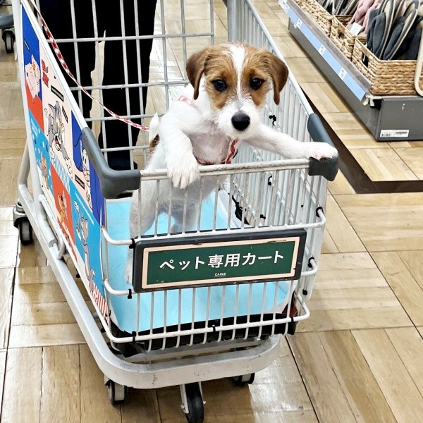 「おもちゃ、探しにきました！」カートに乗って楽しそうなぱやちゃん（画像提供：ぱやりんこさん）