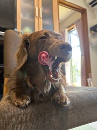 まさにミラクル！漫画のような舌！（提供：ほたるさん）