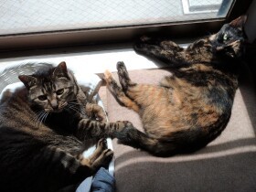 愛猫が家の中で警戒中　その理由は帰省時の“あの子”にあった…⁉