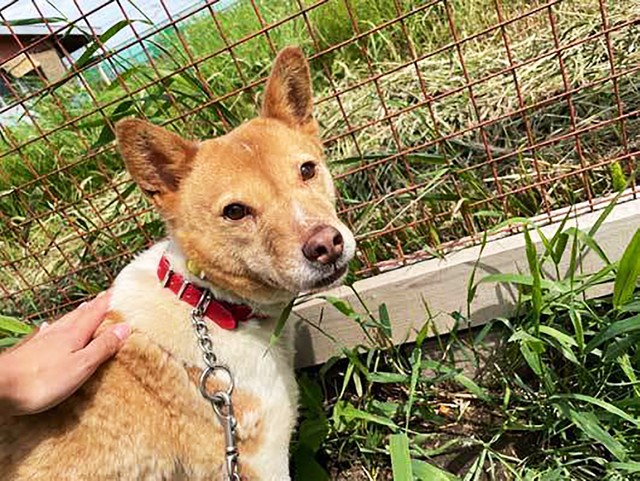 当初は体を触らせてくれなかった楓が、やがて触っても怒らなくなりました