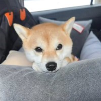 チラッ（画像提供：豆柴モモさん ※動画よりキャプチャ）