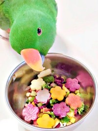 「これ、何？」  飼い主さんを見上げるオオハナさん（画像提供：ゴンさん）