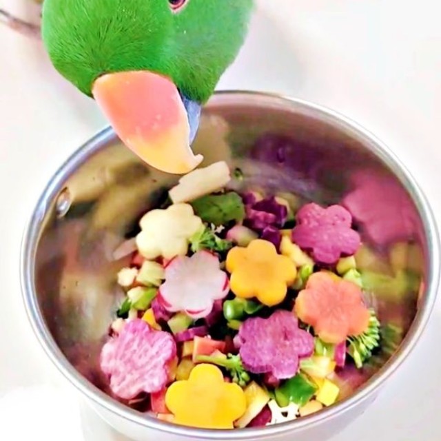 「これ、何？」  飼い主さんを見上げるオオハナさん（画像提供：ゴンさん）