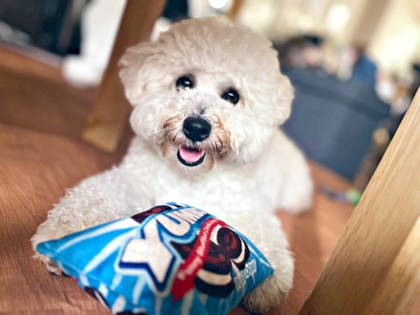 お母さんが再び絵を描くきっかけになったパポくん（画像提供：形が定まらない犬さん）