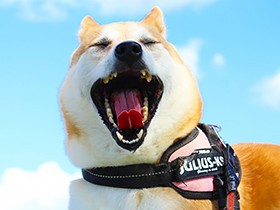 シッポくるりん　走るの大好きな「あずき」