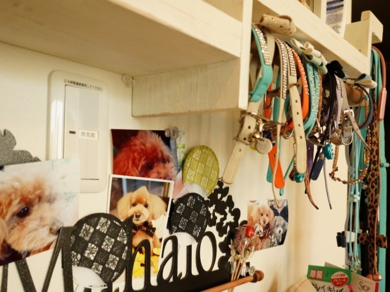 今では首輪コレクションもいっぱい