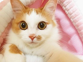 ２０１９目が真ん丸で賞　茶白猫「きなこ」　