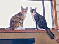 窓辺でニャルソックする（左から）同居猫のさごしちゃん、かつおちゃん（画像提供：ネムノキさん）