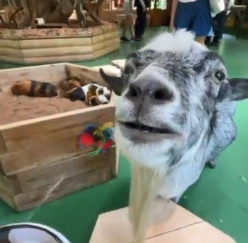 ネコじゃらしにうっとりするキャサリン（動画からキャプチャ）