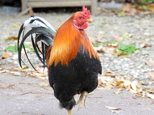 県庁そばに住み着き、ファンレターが届くニワトリ「県鳥君」