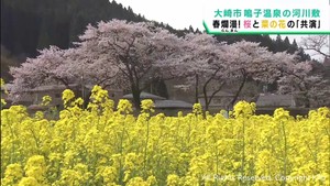 桜と菜の花の共演　ピンク色と黄色のコントラスト　宮城・鳴子温泉川渡地区