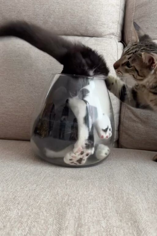 ギャラリー | 「出られる？ えっ、え!?」金魚鉢にすっぽりハマった