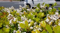 ホコリや排ガスに強い5月の花　道路の植え込みなどでシャリンバイが咲く