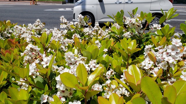 ホコリや排ガスに強い5月の花　道路の植え込みなどでシャリンバイが咲く