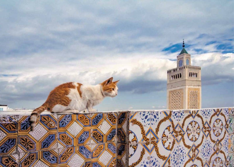 ５月：チュニジア（チュニス）／モザイクタイルが貼られているのは絨毯店の屋上で、美しいグランドモスクを見せたいと客を案内している。店の猫は涼しい曇りの日に、ここへ来るという。低く飛ぶ鳥の姿を目で追っていた