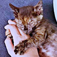 保護後、飼い主さんの手に抱きつくまるちゃん（画像提供：しろくまですよ。さん）