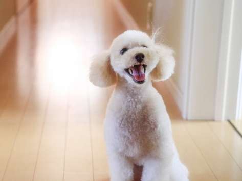 ペット可賃貸は高い！？ 家賃相場や退去費用はどうなるの？