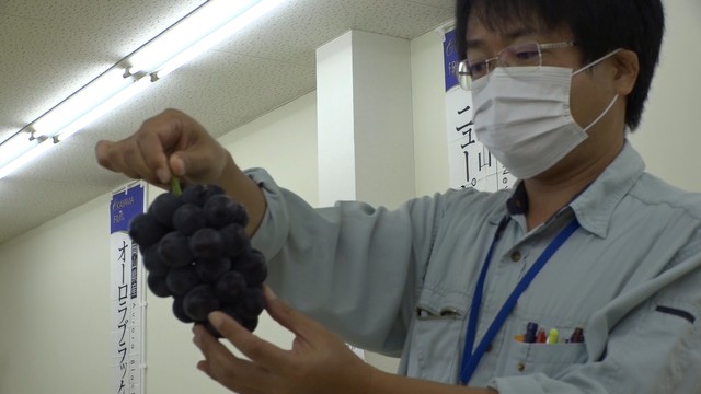 ニューピオーネの出来栄えを競う共進会　岡山・真庭市