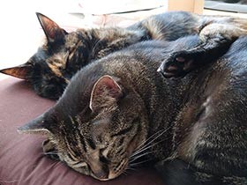 愛猫にとってのソーシャルディスタンス　広すぎる猫と、ゼロの猫