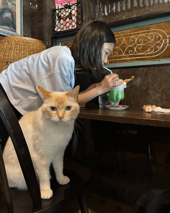 圧倒的に猫が優先される喫茶店（株式会社いちごいち会提供）