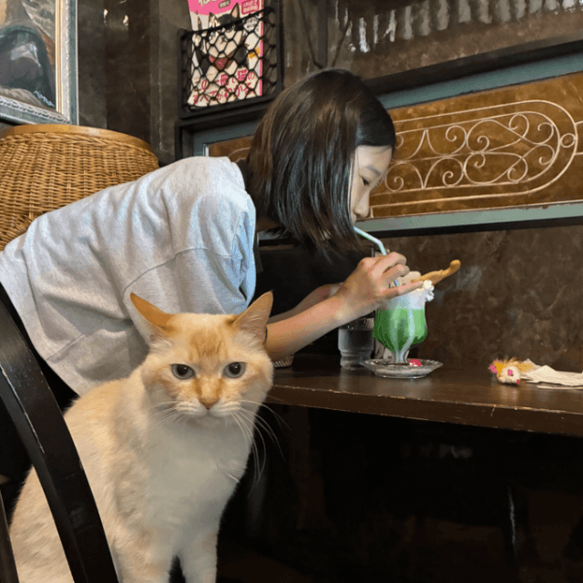 圧倒的に猫が優先される喫茶店（株式会社いちごいち会提供）