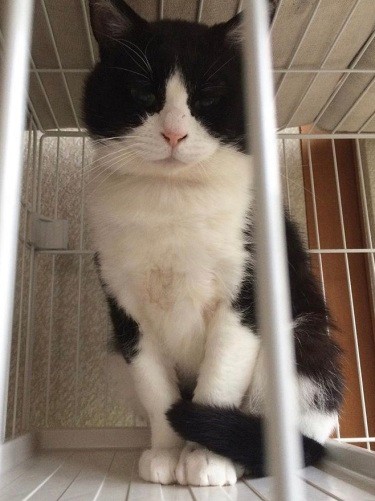 坂本さんが保護して3カ月ほどして東京へ。その後、共通の知り合いを介して高橋さんの家へいくことが決まりました。高橋さんは先住の猫を亡くしたばかりで悩んだけれど、ご縁を感じて迎えることにしたそうです（坂本さん提供）