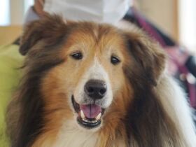 がん治療を頑張り元気な姿に感動　10歳の誕生日を迎えたシェルティ「ルティ」