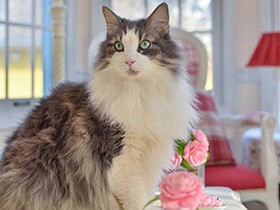 お花と一緒、いいモデルさん　ノルウェージャンの「ヨナ」　