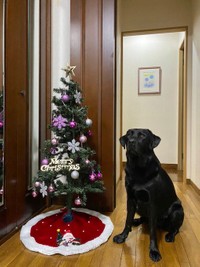 もうすぐクリスマスだね！＝黒ラブのエマさん（@emma_kurolab）提供