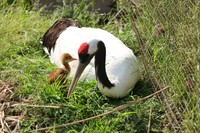 岡山県自然保護センター提供