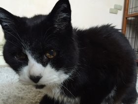 老猫ホームの最長老猫「てつ」、22歳で大往生